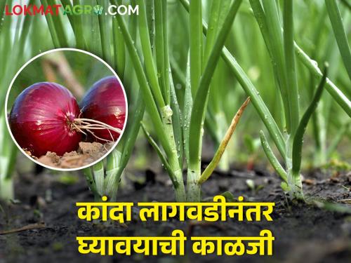 Latest News Onion Cultivation Care to be taken after onion planting | शेतकरी बंधुनो! लागवडीनंतर कांदा पिकाची अशी घ्या काळजी