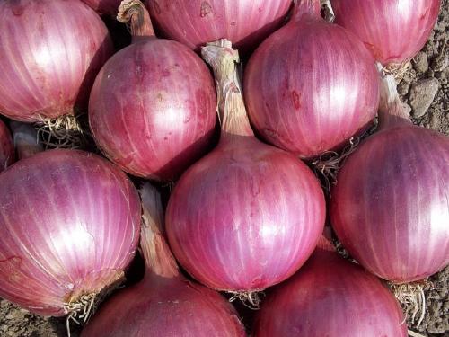 1 lakh 71 thousand farmers are eligible for onion subsidy | १ लाख ७१ हजार शेतकरी कांदा अनुदानासाठी पात्र