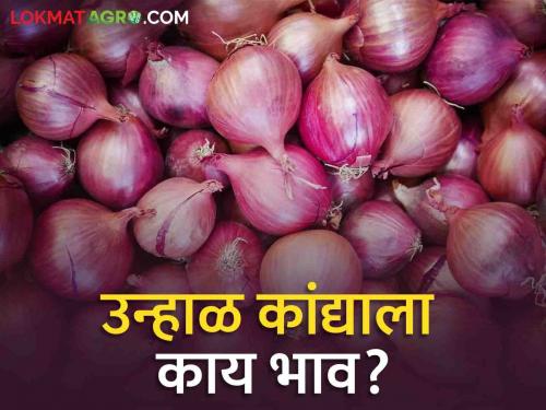 Latest News 01 june 2024 todays Onion Market Price in market yards check here | Onion Bajarbhav : 'या' बाजार समितीत उन्हाळा कांद्याला सर्वाधिक भाव? वाचा आजचे सविस्तर बाजारभाव