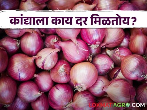 Latest News Todays Kanda Market in yeola and lasalgaon mandi see onion price | Kanda Bajarbhav : उन्हाळ कांदा घसरला, येवला, लासलगाव बाजारात काय भाव? वाचा आजचे बाजारभाव 