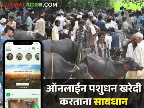 Latest News Farmers, be careful while buying cow, buffalo online | शेतकऱ्यांनो, ऑनलाइन गाय, म्हैस खरेदी करताय, थांबा ही बातमी वाचा!