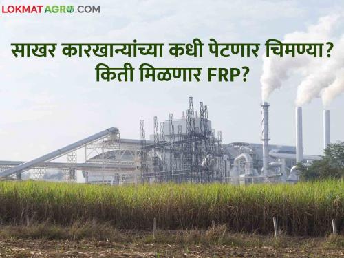 Sugarcane factories sugar production crussing season farmer frp rate rrc action | Sugarcane factories : यंदा कारखाने देणार का FRP पेक्षा जास्त भाव? जाणून घ्या सविस्तर