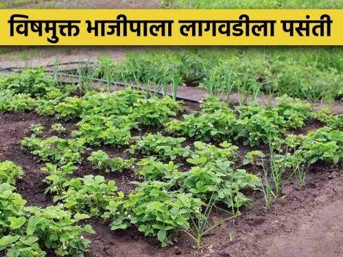 Trend of farmers towards organic vegetable cultivation in Ratnagiri district; Government is giving subsidy | रत्नागिरी जिल्ह्यात शेतकऱ्यांचा सेंद्रिय भाजीपाला लागवडीकडे कल; शासन देतय अनुदान