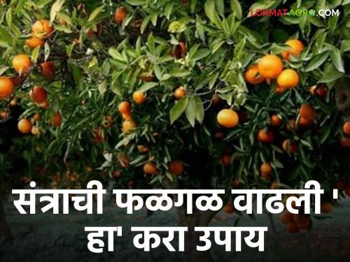 Management of orange orchards | Orange Crop Management : संत्रा फळ बागेचे कसे व्यवस्थापन करावे? जाणून घ्या सविस्तर