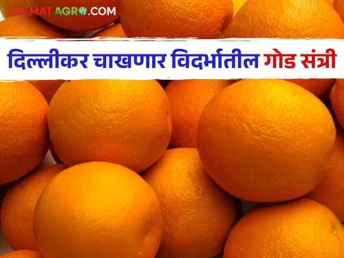 Dr. Pdkv : The sweet oranges from Vidarbha will reach the markets of Delhi and other states | Dr. Pdkv : विदर्भातील गोड संत्री गाठणार दिल्लीसह इतर राज्यांतील मार्केटपर्यंत जाणार