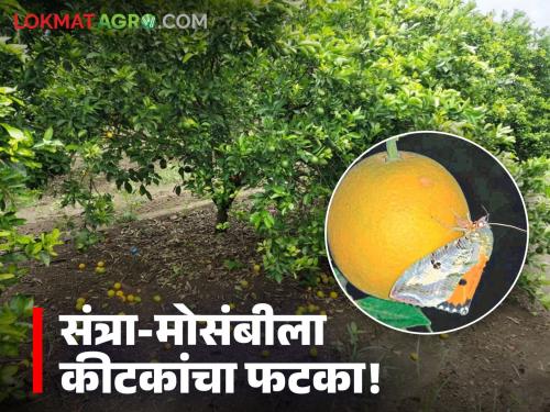 latest news Pests threaten citrus and orange crops; know the measures | मोसंबी-संत्रा पिकाला कीटकांचा धोका; जाणून घ्या उपाययोजना
