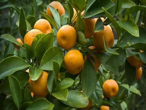 An agricultural scientist's advice on orange fruit drop | संत्रा फळ गळतीवर कृषी शास्त्रज्ञांचा सल्ला