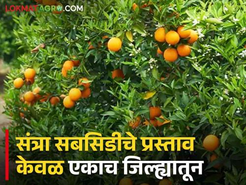 Orange Export Subsidy Total 37 proposals received from 22 companies; Nine proposals for orange export subsidy are under consideration by the state government | Orange Export Subsidy २२ कंपन्यांचे एकूण ३७ प्रस्ताव प्राप्त; संत्रा निर्यात सबसिडीचे नऊ प्रस्ताव राज्य सरकारकडे विचाराधीन