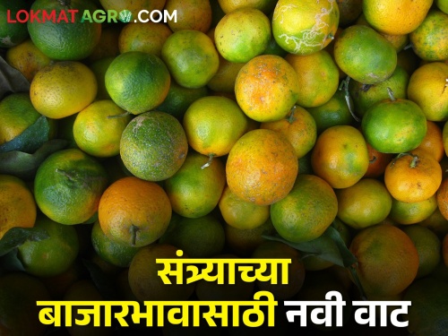 market committee gets stuck and traders fall prices of oranges; The farmers of Pathardi discovered this new option for market | बाजारसमितीत आडते व व्यापारी पडतात संत्र्याचे भाव; पाथर्डीच्या शेतकऱ्यांनी शोधला हा नवा पर्याय