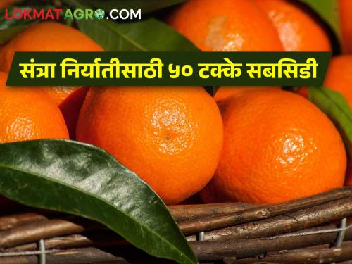 169.60 crore provision for orange export; Only 5 percent of Ambia Bahar's oranges remain | संत्रा निर्यातीसाठी १६९.६० काेटींची तरतूद; अंबिया बहाराचा केवळ ५ टक्के संत्रा शिल्लक