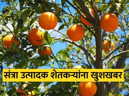 Approval for set up modern orange processing centers at Nagpur and Amravati | नागपूर आणि अमरावतीत आधुनिक संत्रा प्रक्रिया केंद्रे उभारण्यास मान्यता 