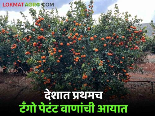 Latest News Importation of Tango patent variety in citrus fruits for first time in india by Sahyadri farms | Orange variety Tango : लिंबूवर्गीय फळांत देशात प्रथमच टँगो पेटंट वाणांची आयात, काय आहेत वाणाची वैशिष्ट्ये 