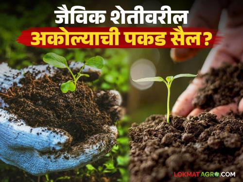 latest news Organic Farming: Farmers' question: Why is the headquarters of organic farming being moved from Akola? read in details | Organic Farming : शेतकऱ्यांचा प्रश्न : जैविक शेतीचे मुख्यालय अकोल्यातून का हलवताय? वाचा सविस्तर