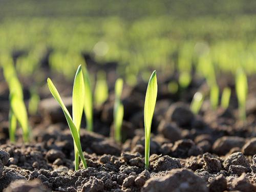 Organic farming development was done on 15 thousand hectares in the district where six farmers committed suicide in Vidarbha | विदर्भातील सहा शेतकरी आत्महत्याग्रस्त जिल्ह्यात १५ हजार हेक्टरवर झाला सेंद्रिय शेती विकास