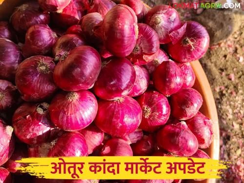 Kanda Bajar Bhav : 13 thousand onion bags arrived in Otur Market Committee; How did the price of the onion get? | Kanda Bajar Bhav : ओतूर बाजार समितीत १३ हजार कांदा पिशवी आवक; गोळा कांद्याला कसा मिळाला दर?