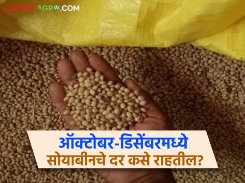 Latest News Soyabean market How will soybean prices be in October-December 2025 Read in detail | Soyabean Market : ऑक्टोबर-डिसेंबर 2025 मध्ये सोयाबीनचे भाव कसे राहतील? वाचा सविस्तर 