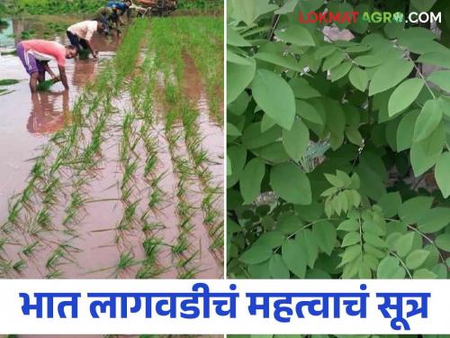 The leaves of this tree are used to reduce the cost of fertilizers in paddy farming | भातशेतीमध्ये खतांवरील खर्च कमी करण्यासाठी वापरा या झाडाचा पाला