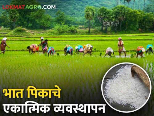 Latest news How to do integrated management of rice crop Know in detail | Crop Management : भात पिकाचे एकात्मिक व्यवस्थापन कसे करावे? जाणून घ्या सविस्तर