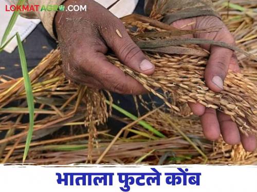 paddy fields crop damage by water due to return rains season postponed | परतीच्या पावसामुळे दाणादाण भातशेती पाण्यात; सुगी लांबणीवर