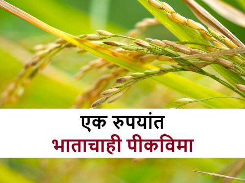 Pik Vima: Nagli, paddy now also have crop insurance coverage for kharif season | Pik Vima: चिंता सोडा! नागली, भातालाही आता १ रुपयात विमा कव्हरेज