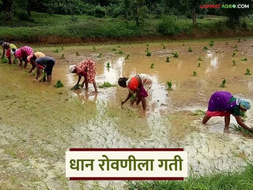 latest news Paddy Cultivation: 'Pench' water has reached the fields; stalled paddy planting has been accelerated Read in detail | Paddy Cultivation : 'पेंच'चं पाणी आलं शेतात; रखडलेल्या धान रोवणीला वेग वाचा सविस्तर