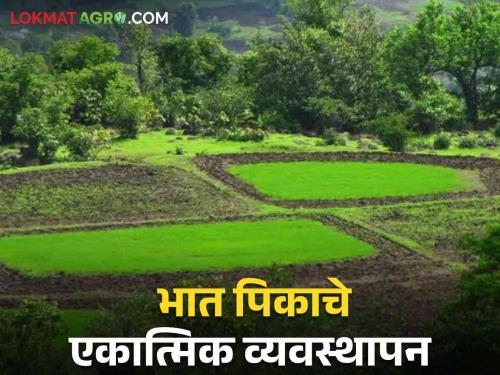 Latest News Integrated management of rice crop from sowing to cultivation see details | Paddy Cultivation : पेरणीपासून ते लागवडीपर्यंत, भात पिकाचे व्यवस्थापन कसे कराल? वाचा सविस्तर 