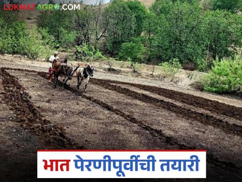 Latest News Paddy Farming From seeds to sowing, how to prepare for rice planting? | Bhat Perani : बियाण्यांपासून ते पेरणीपर्यंत, भात पेरणीसाठी पूर्वतयारी कशी करावी? 