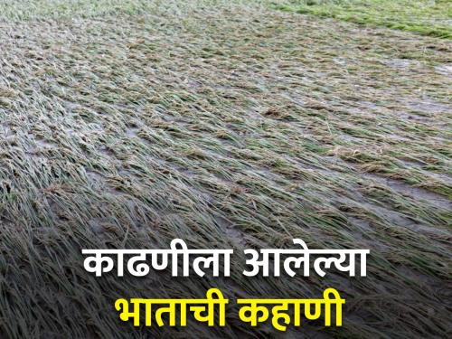 Rice crop damaged farmers must get compensation! | भातपीक नुकसानग्रस्तांना भरपाई मिळायलाच हवी!