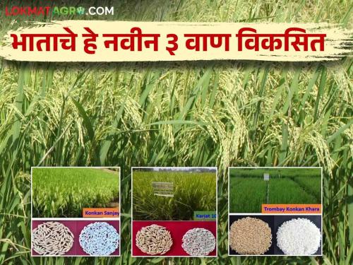 Three new varieties of rice have been developed which yield 40 to 55 quintals per hectare read more details | प्रतिहेक्टर ४० ते ५५ क्विंटल उतारा देणारे भाताचे नवीन तीन वाण विकसित वाचा सविस्तर