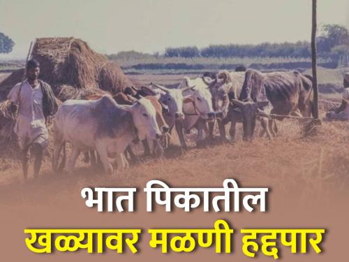 Traditional threshing process in paddy farming is now mechanized | भातशेतीतील पारंपारिक मळणी प्रक्रिया आता यंत्राने