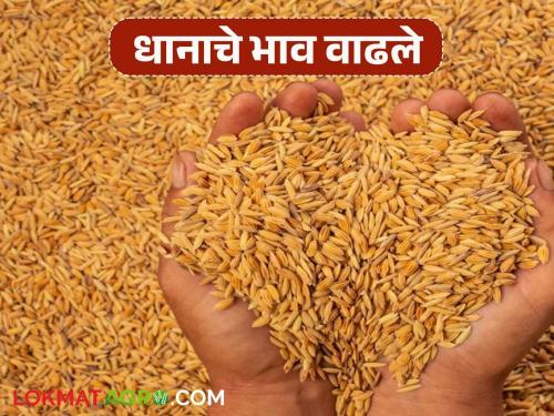 Paddy Market : Paddy grains have reached a pearl price; How is the price being obtained per quintal? | Paddy Market : भाताच्या दाण्यांना आलाय मोत्याचा भाव; क्विंटलला कसा मिळतोय भाव?