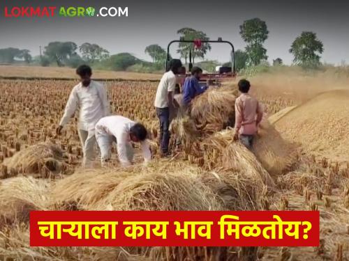Latest News Supply of fodder from Jalgaon within district, check market price | जळगावातुन जिल्ह्यांतर्गत चाऱ्याचा पुरवठा, कसा मिळतोय दर, वाचा सविस्तर