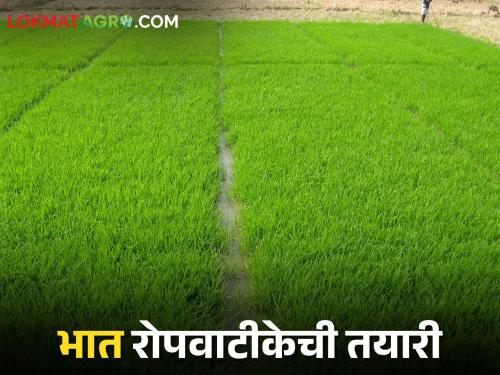 Paddy Nuresry How to prepare nurseries for vigorous paddy seedlings | Paddy Nursery भाताच्या सशक्त रोपांसाठी कशी तयार कराल रोपवाटीका