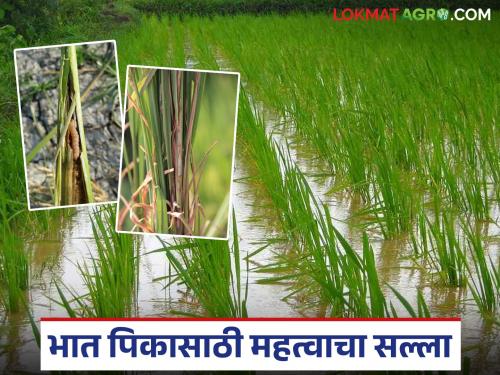 Cloudy, rainy weather can cause an outbreak of these pests in rice crops; How to control them? | ढगाळ, पावसाळी हवामानामुळे भात पिकात होऊ शकतो 'या' किडींचा प्रादुर्भाव; कसे कराल नियंत्रण?