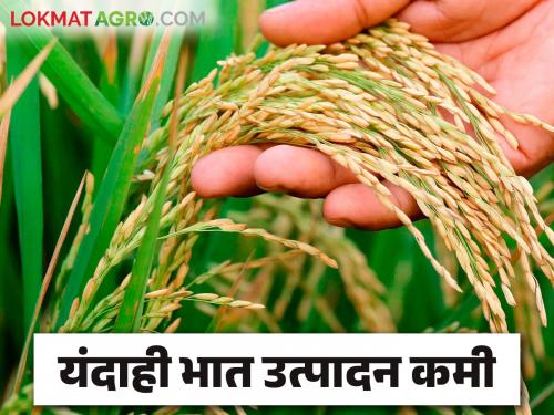 Bhat Utpadan : Paddy crop decrease production in konkan also this year | Bhat Utpadan: आतबट्ट्याची भातशेती कोकणात यंदाही होणार उत्पादनात घट