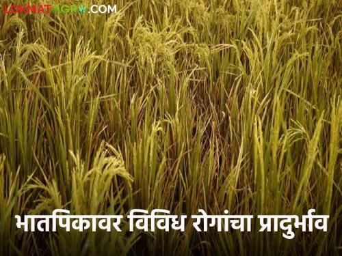 Paddy Crop Management : Incidence of 'these' various diseases on rice crop; The solution was given by the scientists after inspection | Paddy Crop Management : भातपिकावर 'या' विविध रोगांचा प्रादुर्भाव; शास्त्रज्ञांनी पाहणी करून सांगितला उपाय