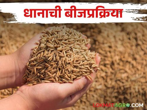 Paddy Sowing How much seed is required for paddy cultivation and how to do the seeding process | Paddy Sowing धान लागवडीसाठी किती बियाणे लागते व कशी करावी बीजप्रक्रिया