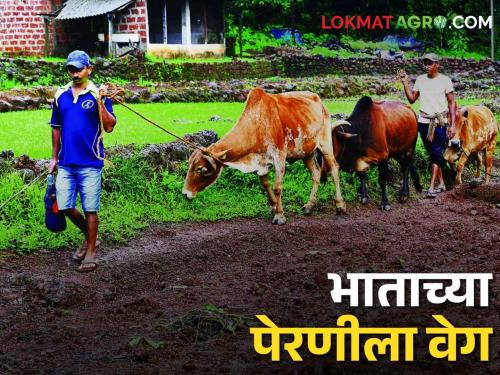 Rice cultivation will be done on 68 thousand hectares in Ratnagiri district | Rice Cultivation Ratnagiri: रत्नागिरी जिल्ह्यात ६८ हजार हेक्टरवर होणार भात लागवड