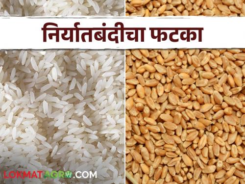 Farmers producing wheat and rice are also affected by the export ban | गहू, तांदूळ उत्पादक शेतकऱ्यांनाही बसतोय निर्यातबंदीचा फटका