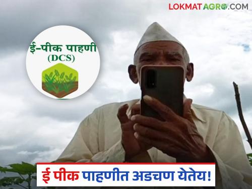 Latest news e pik pahani Do these two things on your mobile and no issue for digital crop survey | E Pik Pahani : मोबाईलमध्ये 'या' दोन गोष्टी करा, ई पीक पाहणी करताना अडचण येणार नाही!