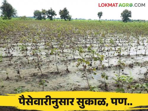 Latest news Agriculture News Seasonal Revised Cash Sort of Kharif Crops Announced read in detail  | Agriculture News : खरीप हंगामी पैसेवारी जाहीर, शासन म्हणतंय सुकाळ, तर.... वाचा सविस्तर 