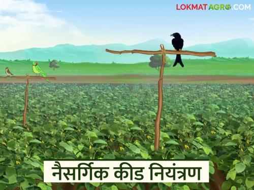 An inexpensive, natural and quick solution for crop pest control; Read in detail | कीड नियंत्रणासाठी बिनखर्चिक, नैसर्गिक आणि झटपट तयार होणारा उपाय; वाचा सविस्तर