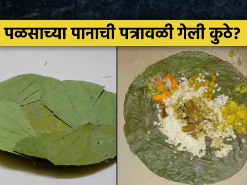 From the food plate, the Palas tree leaf was expelled | जेवणाच्या पंगतीतून पळसपानांची पत्रावळी झाली हद्दपार: पण का?