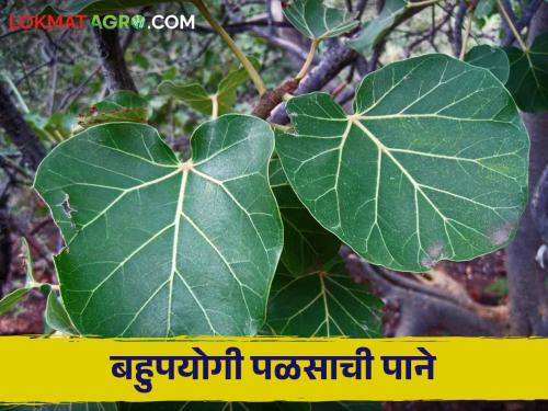 Health benefits of multi-purpose palas leaves which is found in farm yard | शेतशिवारात आढळणाऱ्या बहुपयोगी पळसाच्या पानांचे आरोग्यदायी फायदे