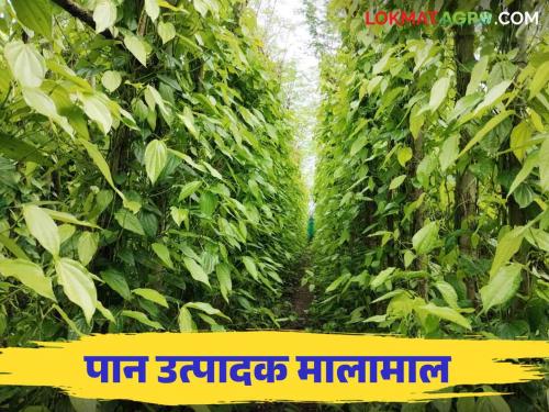 Due to the Dussehra festival, the betel leaf producing farmers stock up How are the leaves sold? Read in detail | दसरा सणामुळे पान उत्पादक शेतकरी मालामाल कशी विकली जातात पाने? वाचा सविस्तर