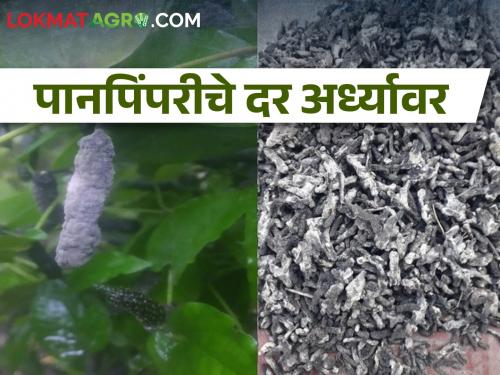 Latest News Panpimpri prices fell Fungal disease outbreaks | पानपिंपरीवर बुरशीचा अटॅक, चारशे रुपयांवरून थेट दोनशे रुपये दराने विक्री 