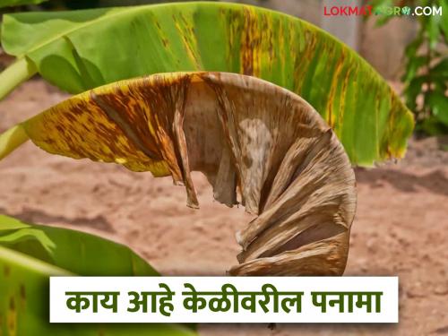 latest news banana Disease Control of Panama disease in bananas kelivar panama | एकदा आला तर तीस वर्षे मातीतून जात नाही, केळीवरील पनामा रोग, असा करा बंदोबस्त