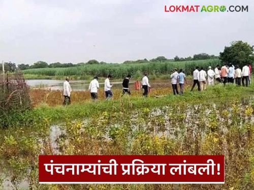 Latest News crop damage by Unseasonal rains agricultural support protest nuksan panchname | Agriculture News : अवकाळीने शेती पाण्यात, कृषी सहाय्यक आंदोलनात, पंचनामे कधी होणार? 