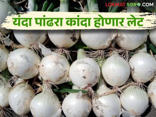 White Onion: The return of rain has hampered the cultivation of white onion | White Onion : परतीच्या पावसाने पांढऱ्या कांद्याची लागवड खोळंबली