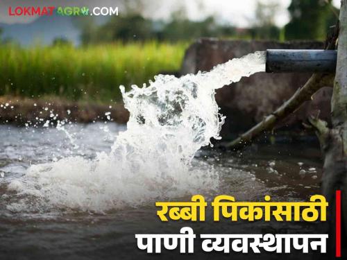 Latest News Crop Management Planning of water cycles for wheat, gram, maize crops, read in detail  | Crop Management : गहू, हरभरा, मका पिकासाठी पाण्याच्या पाळ्या किती आणि कधी द्याल? वाचा सविस्तर 